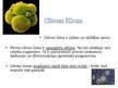 Презентация 'Cilmes šūnas', 2.