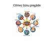 Презентация 'Cilmes šūnas', 7.