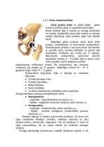Реферат 'Gūžas locītavas artroze - koksartroze', 2.