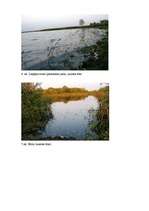 Реферат 'Liepājas ezera ekoloģiskā stāvokļa novērtējums pēc fitoplanktona ', 10.