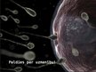 Презентация 'Ārējo faktoru ietekme uz spermas izdzīvošanu', 12.